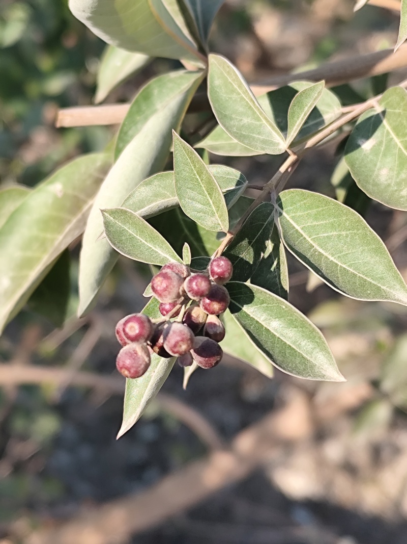 蔓荆子树苗