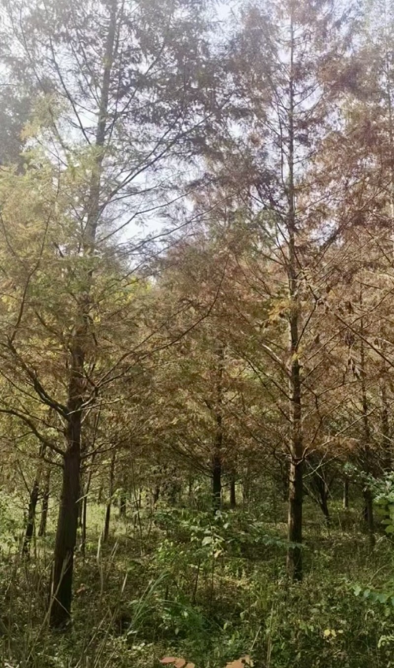 水杉10-12公分粗湖北基地直供质量保证量大优惠