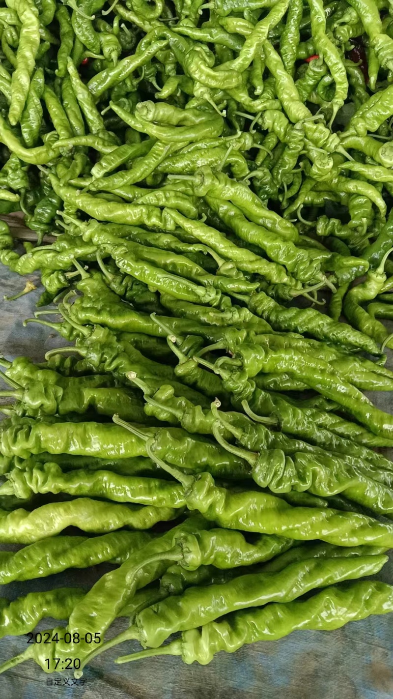 陇椒精品鲜辣椒螺丝椒基地考察视频看货保质保量