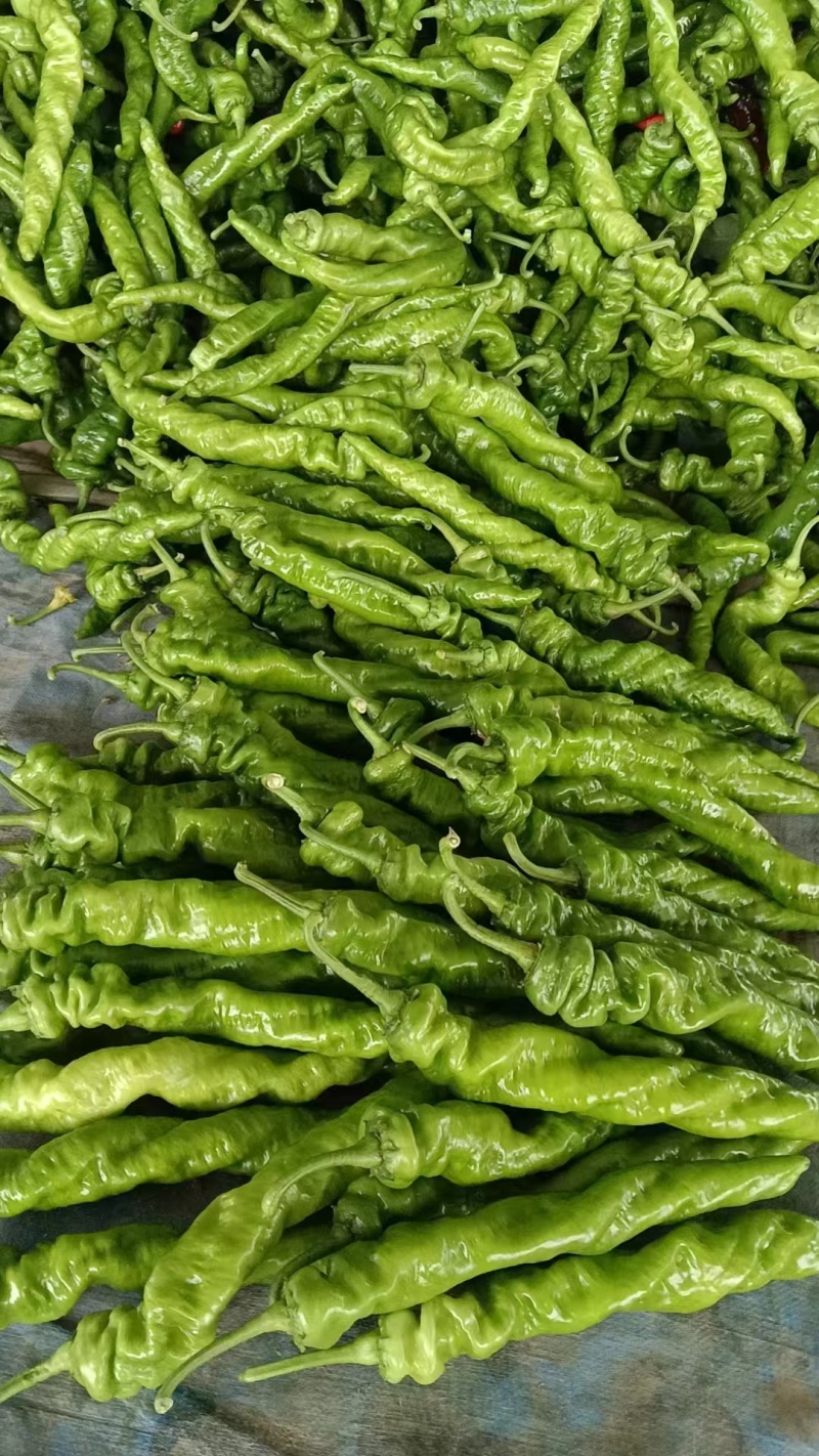 陇椒精品鲜辣椒螺丝椒基地考察视频看货保质保量