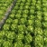 精品意大利生菜