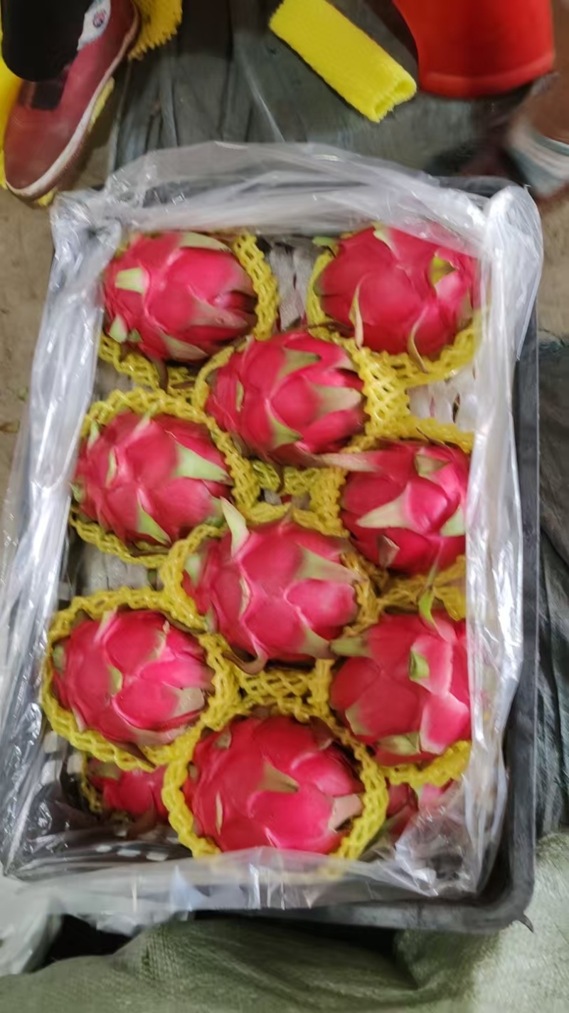 火龙果/产地直发/一手货源/量大价优/老板热情/欢迎致电