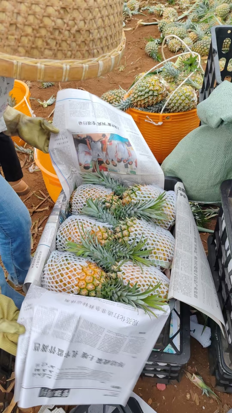 广东优质菠萝口感香甜货源充足量大从优欢迎老板选购