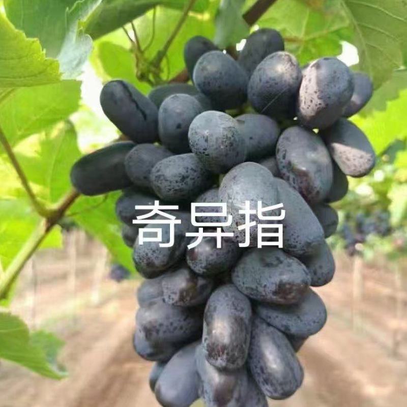 奇异指葡萄苗，及早熟，自然果颗粒巨大，甜而不腻，保纯保活