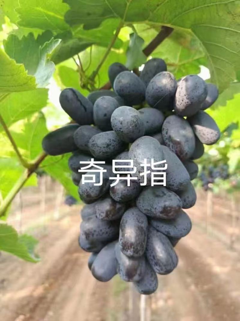 奇异指葡萄苗，及早熟，自然果颗粒巨大，甜而不腻，保纯保活