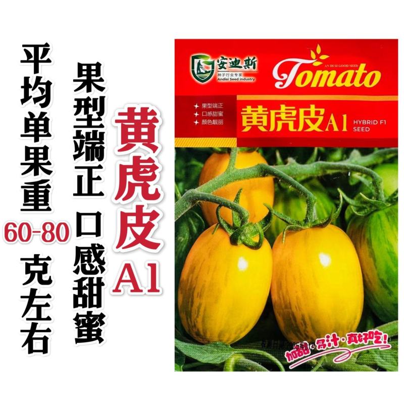 特大黄虎皮A1番茄种子东北虎皮柿子种子金黄色绿色花纹