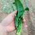 低趴小菠菜万亩精品大棚菠菜直发欢迎采购