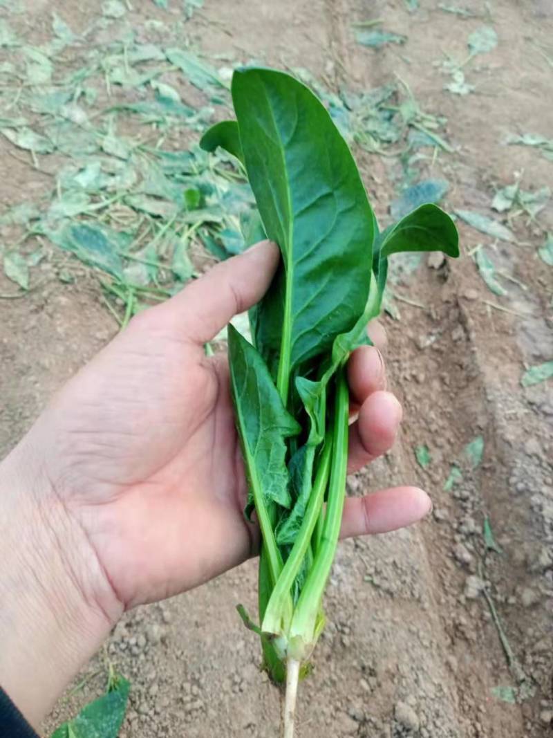 低趴小菠菜万亩精品大棚菠菜直发欢迎采购