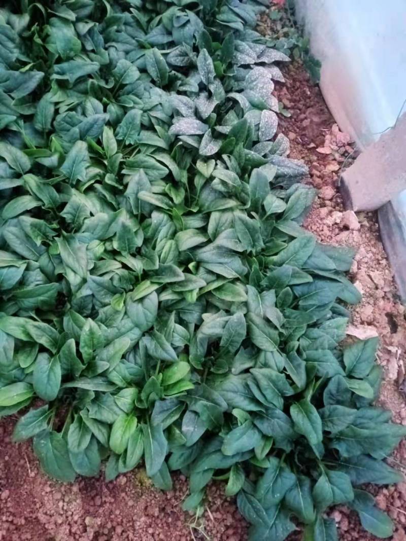 低趴小菠菜万亩精品大棚菠菜直发欢迎采购