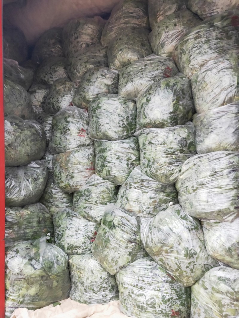 低趴小菠菜万亩精品大棚菠菜直发欢迎采购