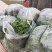 低趴小菠菜万亩精品大棚菠菜直发欢迎采购