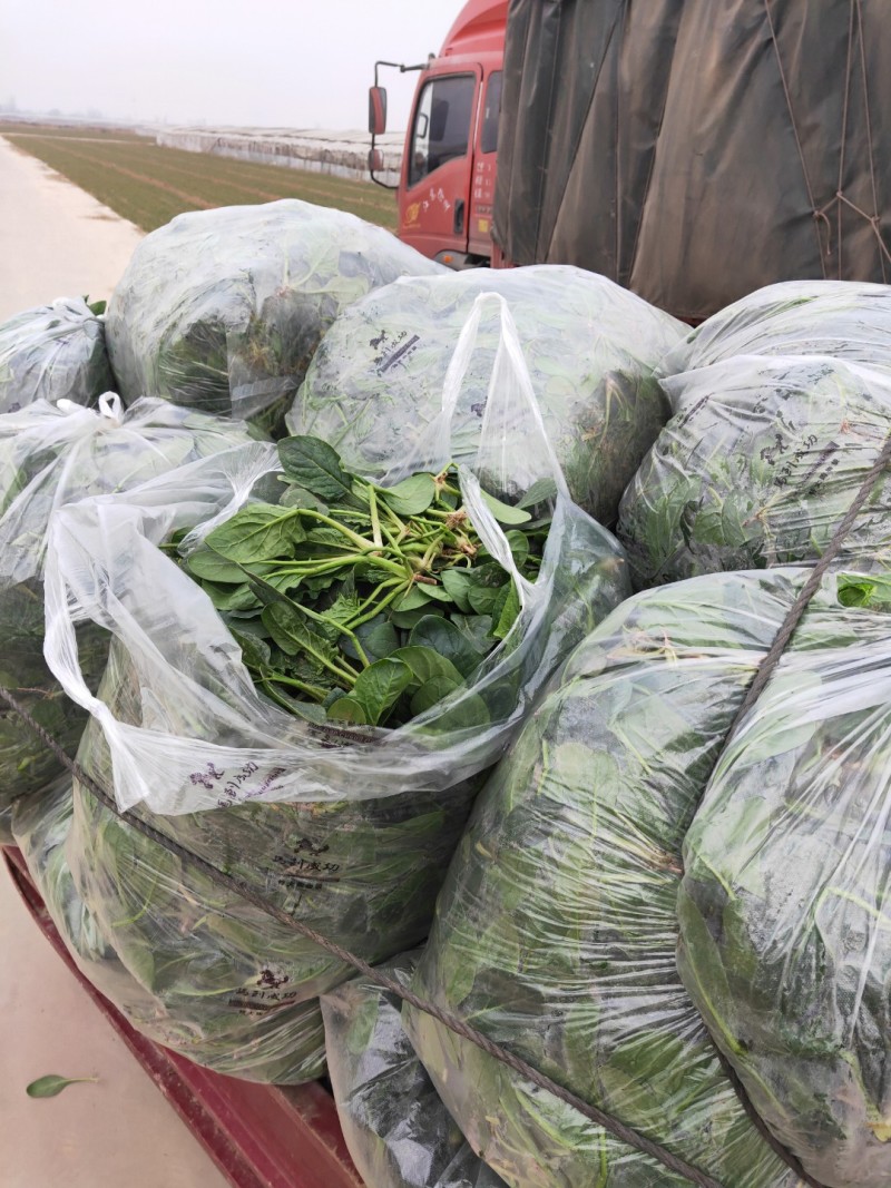 低趴小菠菜万亩精品大棚菠菜直发欢迎采购