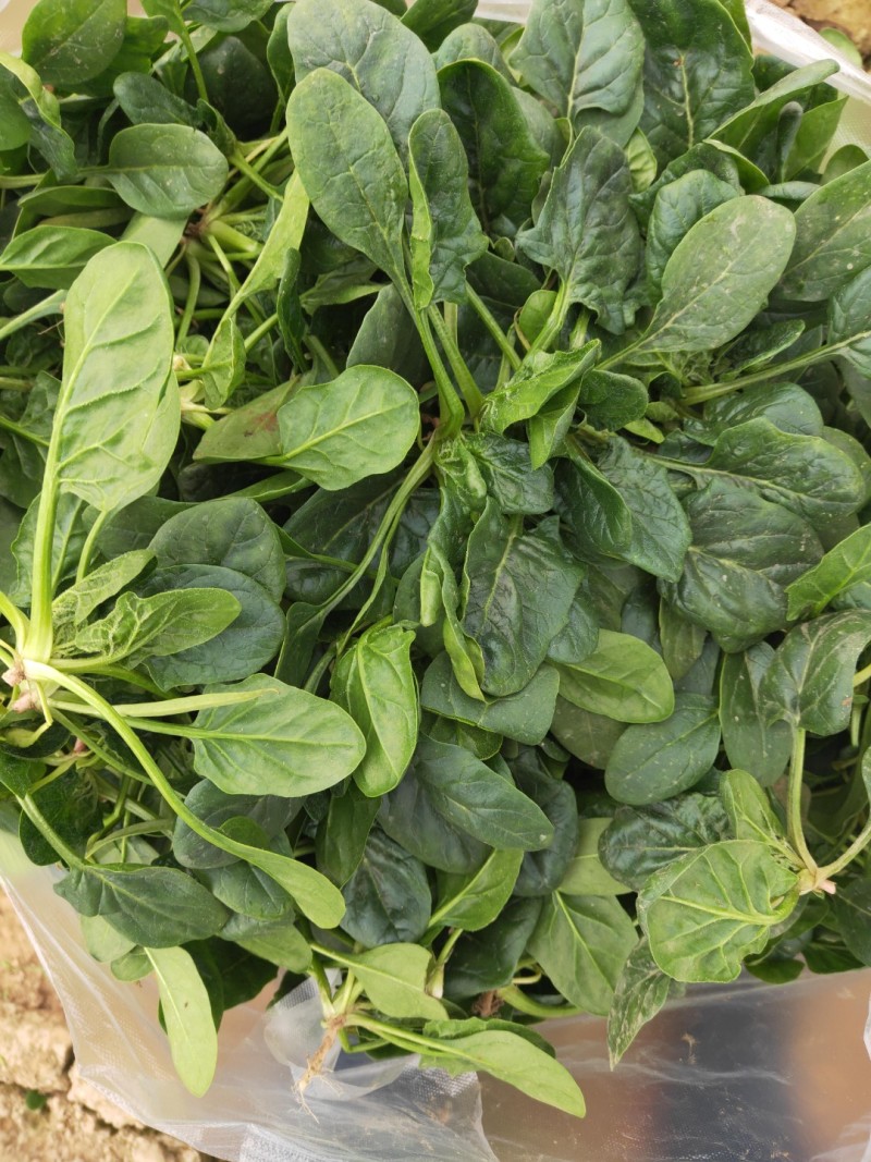 低趴小菠菜万亩精品大棚菠菜直发欢迎采购