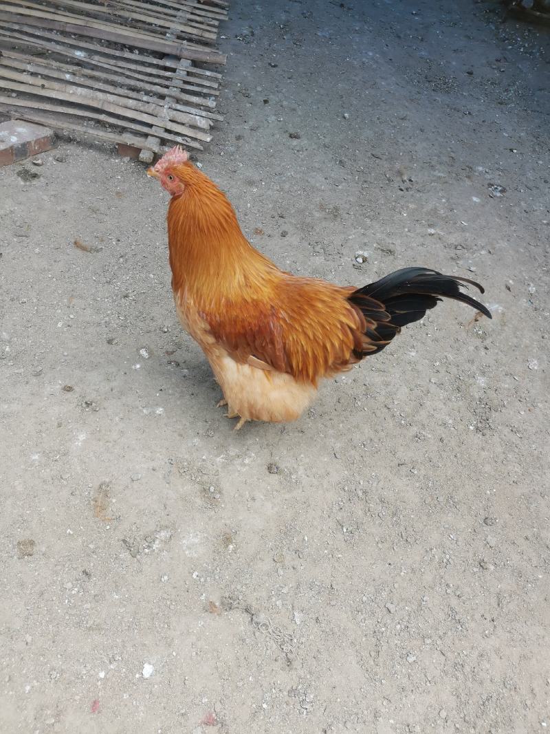 老水阉鸡基地直发品质好欢迎来电洽谈