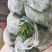 低趴小菠菜万亩精品大棚菠菜直发欢迎采购
