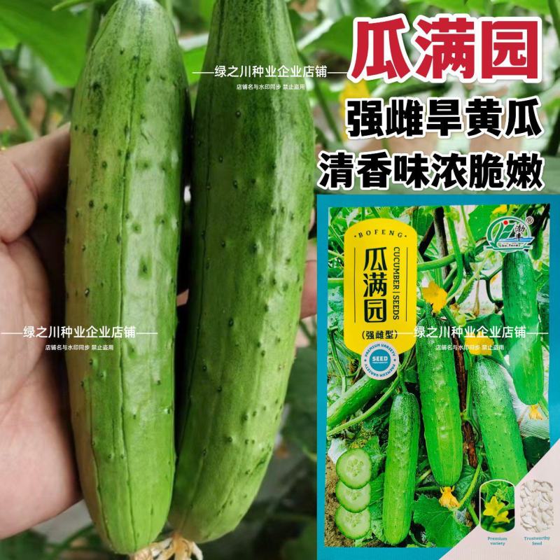 渤丰瓜满园旱黄瓜种子优质早熟春秋露地大棚高产