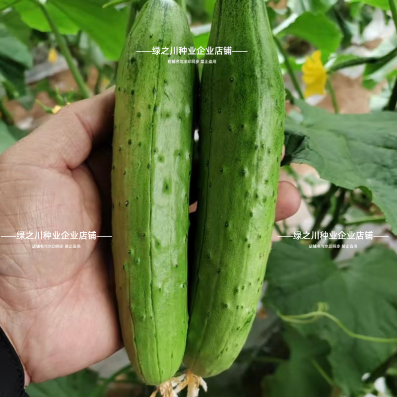 渤丰瓜满园旱黄瓜种子优质早熟春秋露地大棚高产