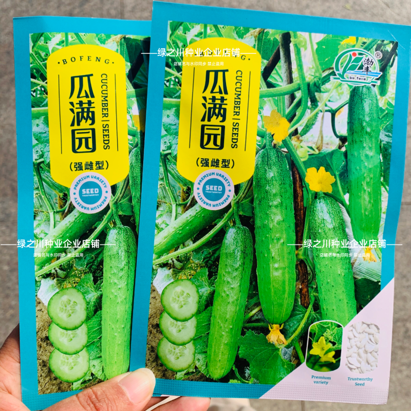 渤丰瓜满园旱黄瓜种子优质早熟春秋露地大棚高产