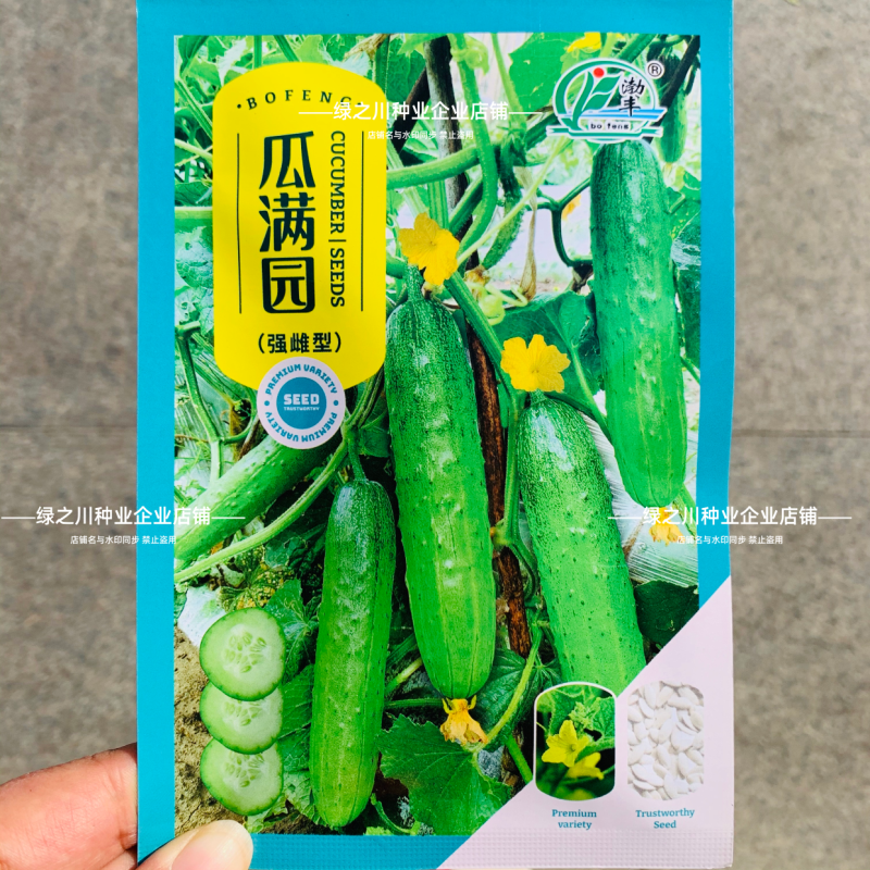 渤丰瓜满园旱黄瓜种子优质早熟春秋露地大棚高产