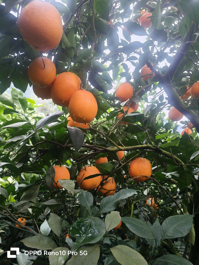 湘西脐橙