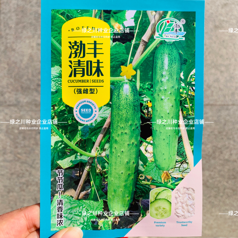 渤丰清味甜脆杂交节节瓜春秋早熟高产旱黄瓜种子