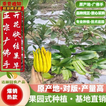 广佛手苗佛手柑苗茶饮药用佛手苗广东产地直发新鲜现挖现发货