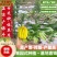 广佛手苗佛手柑苗茶饮药用佛手苗广东产地直发新鲜现挖现发货
