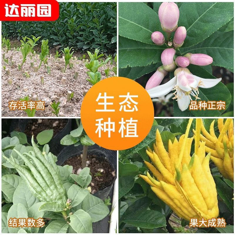 广佛手苗佛手柑苗茶饮药用佛手苗广东产地直发新鲜现挖现发货