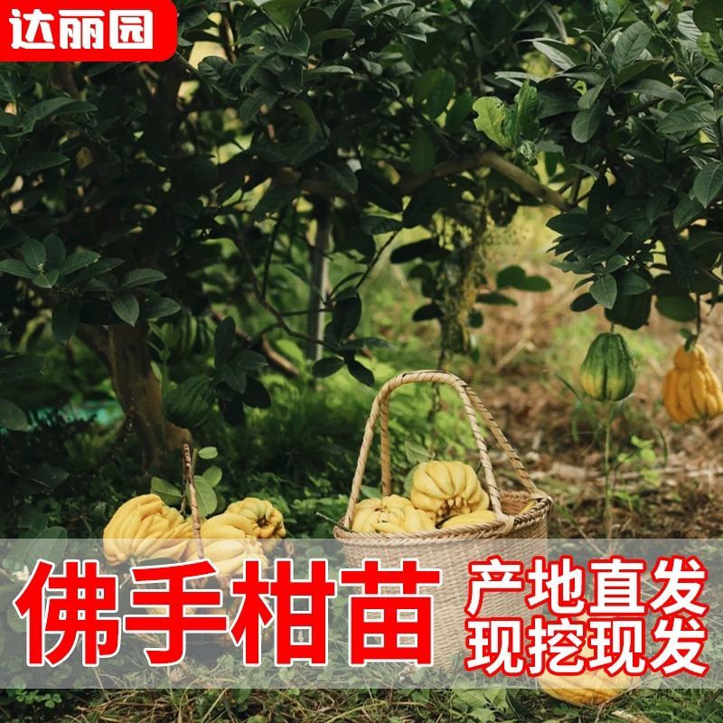 广佛手苗佛手柑苗茶饮药用佛手苗广东产地直发新鲜现挖现发货