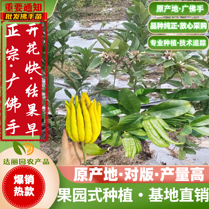 广佛手苗佛手柑苗茶饮药用佛手苗广东产地直发新鲜现挖现发货