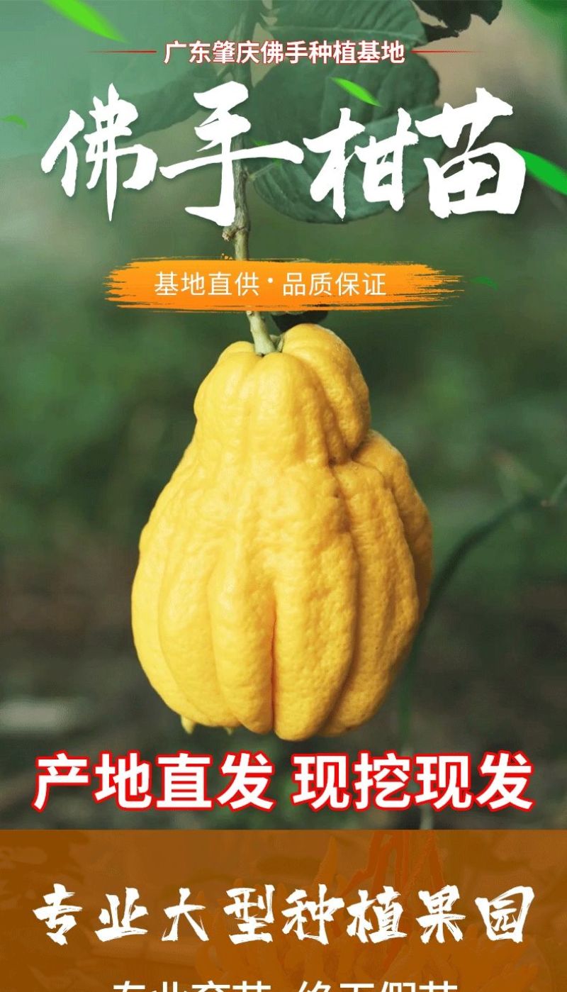 广佛手苗佛手柑苗茶饮药用佛手苗广东产地直发新鲜现挖现发货