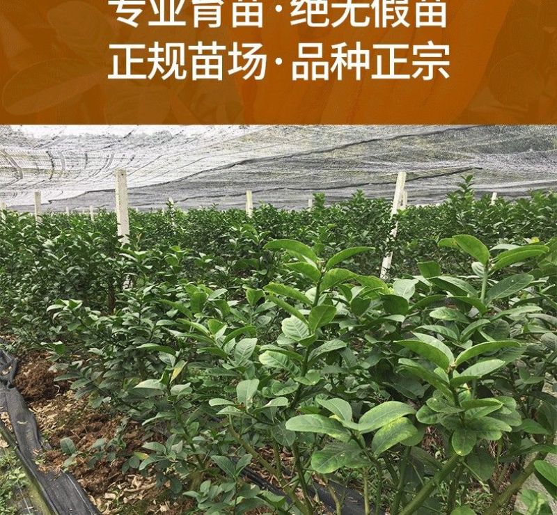 广佛手苗佛手柑苗茶饮药用佛手苗广东产地直发新鲜现挖现发货