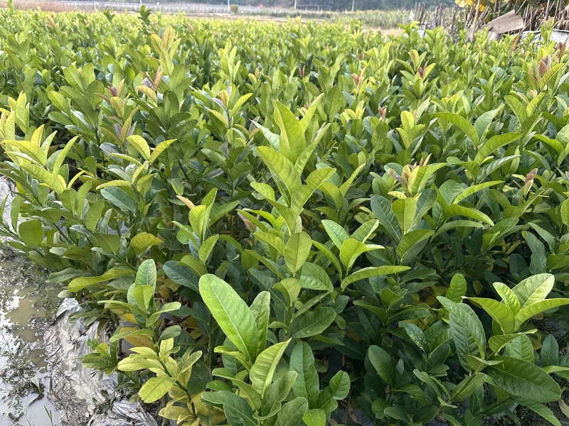 广佛手苗佛手柑苗茶饮药用佛手苗广东产地直发新鲜现挖现发货