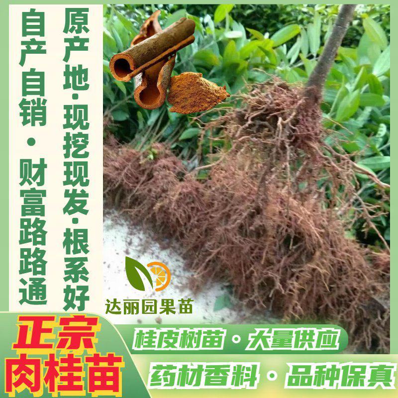 肉桂树苗玉桂苗桂皮大树苗广西肉桂苗五香料玉桂树苗食用