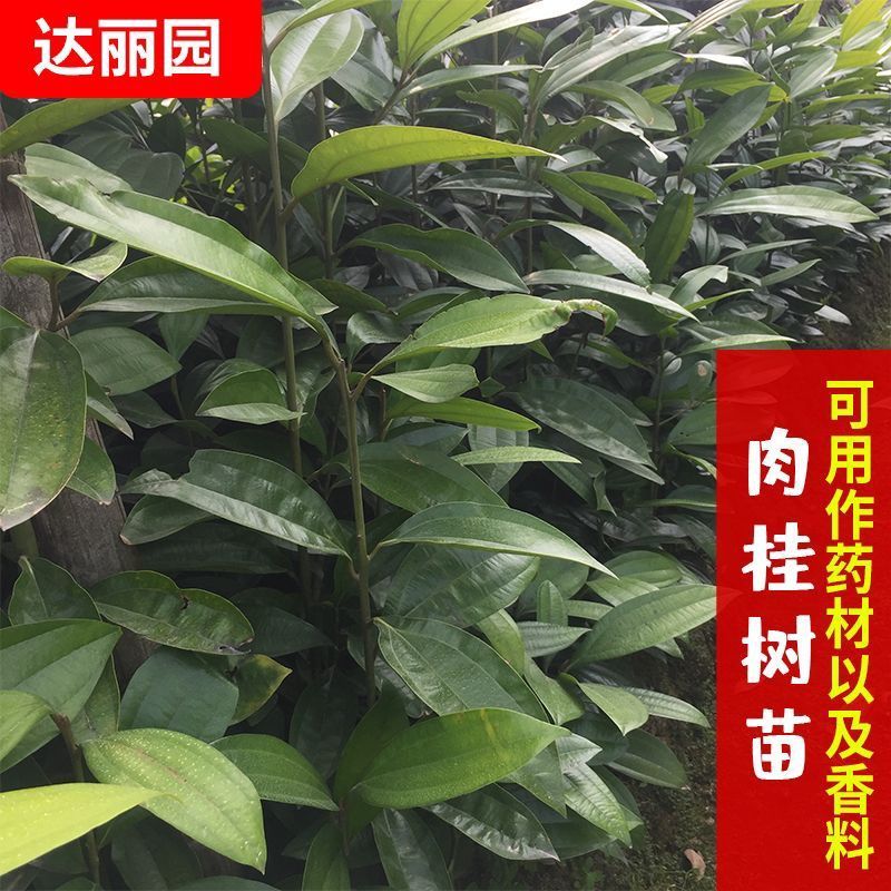 肉桂树苗玉桂苗桂皮大树苗广西肉桂苗五香料玉桂树苗食用