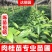 肉桂树苗玉桂苗桂皮大树苗广西肉桂苗五香料玉桂树苗食用