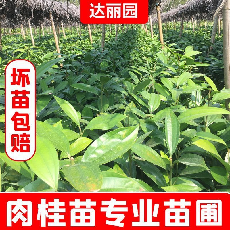 肉桂树苗玉桂苗桂皮大树苗广西肉桂苗五香料玉桂树苗食用