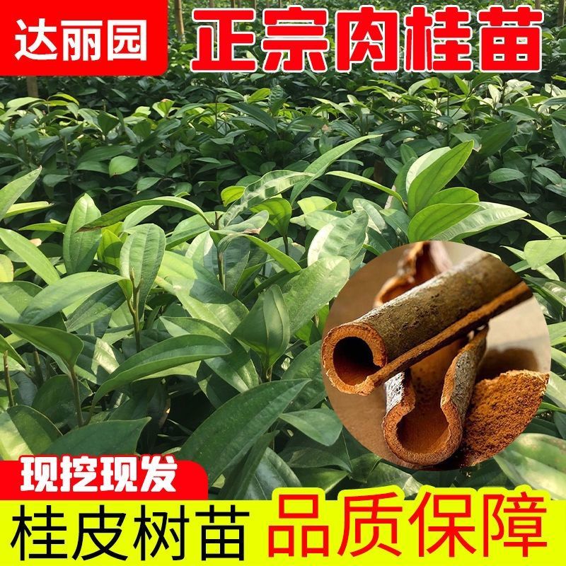 肉桂树苗玉桂苗桂皮大树苗广西肉桂苗五香料玉桂树苗食用