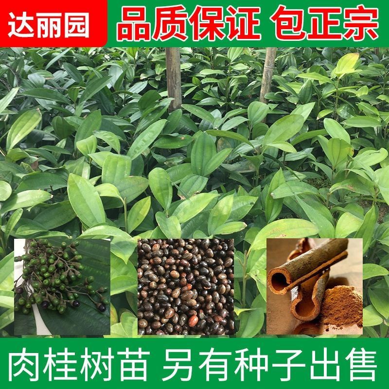 肉桂树苗玉桂苗桂皮大树苗广西肉桂苗五香料玉桂树苗食用