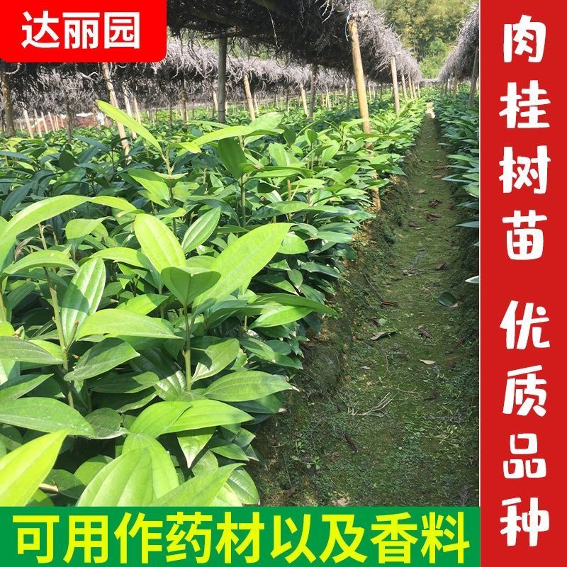 肉桂树苗玉桂苗桂皮大树苗广西肉桂苗五香料玉桂树苗食用