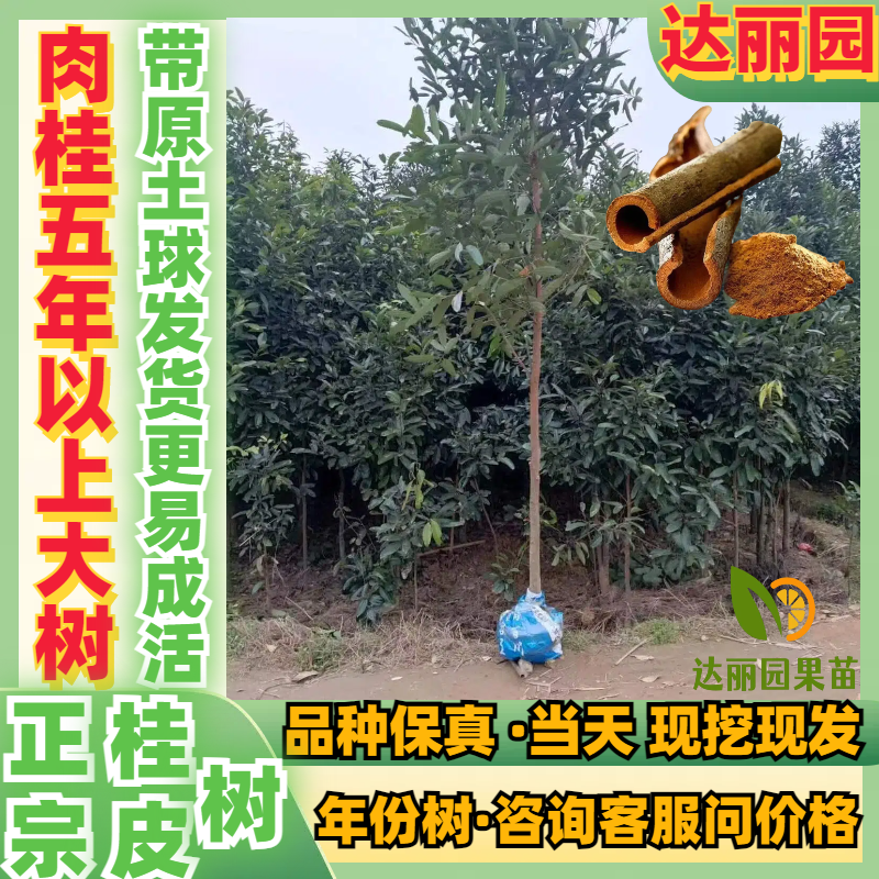 肉桂树苗玉桂苗桂皮大树苗广西肉桂苗五香料玉桂树苗食用