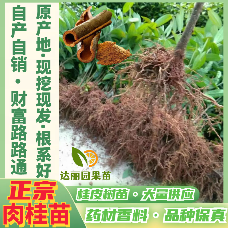 肉桂树苗玉桂苗桂皮大树苗广西肉桂苗五香料玉桂树苗食用