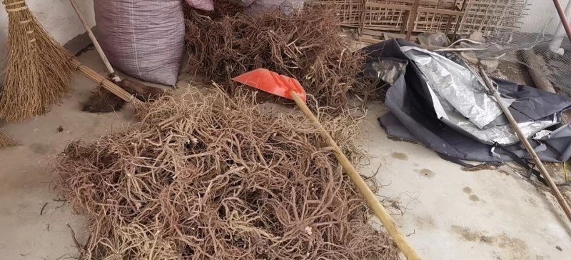 福建野生朱砂根干货大量供应