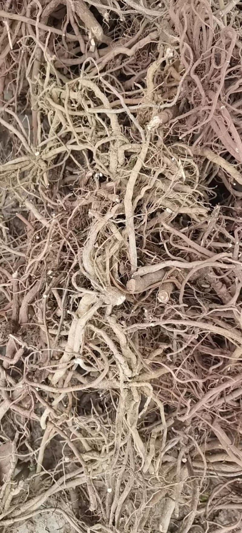 福建野生朱砂根干货大量供应