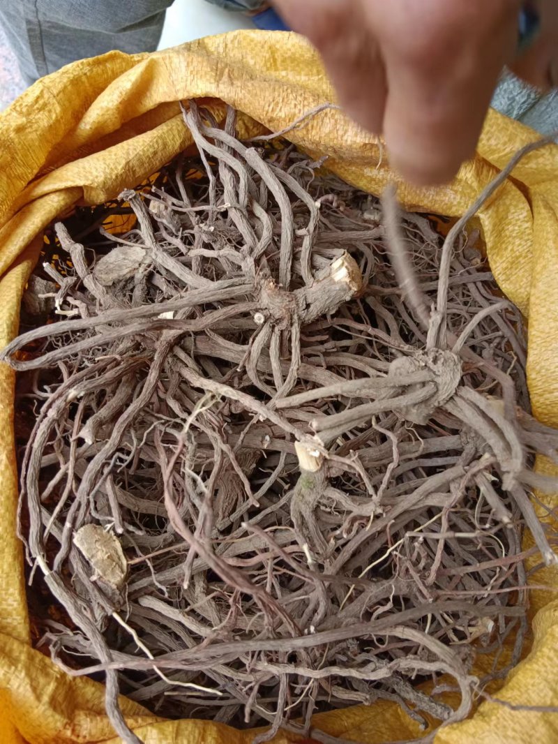 福建野生朱砂根干货大量供应