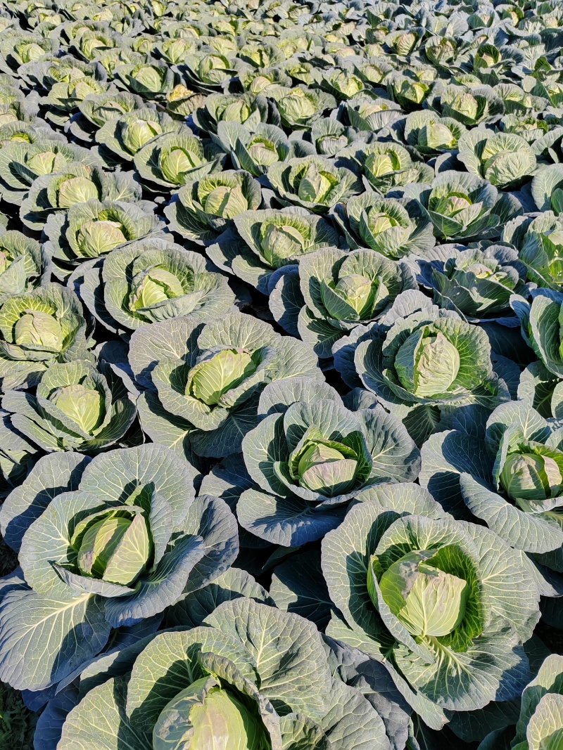 精品圆包菜甘蓝菜质量保证一手货源，湖北嘉鱼基地直发圆甘蓝