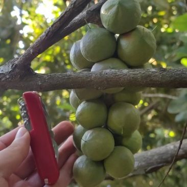 云南夏威夷果大量有货带皮打皮通货精品开口烘干