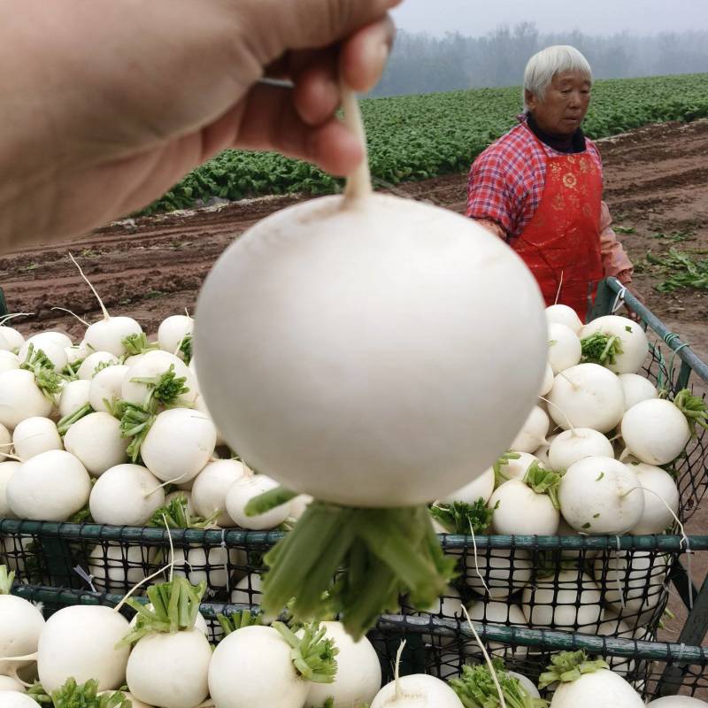 圆根萝卜