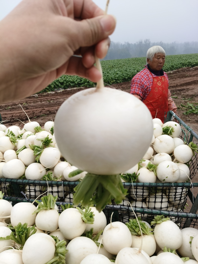 圆根萝卜