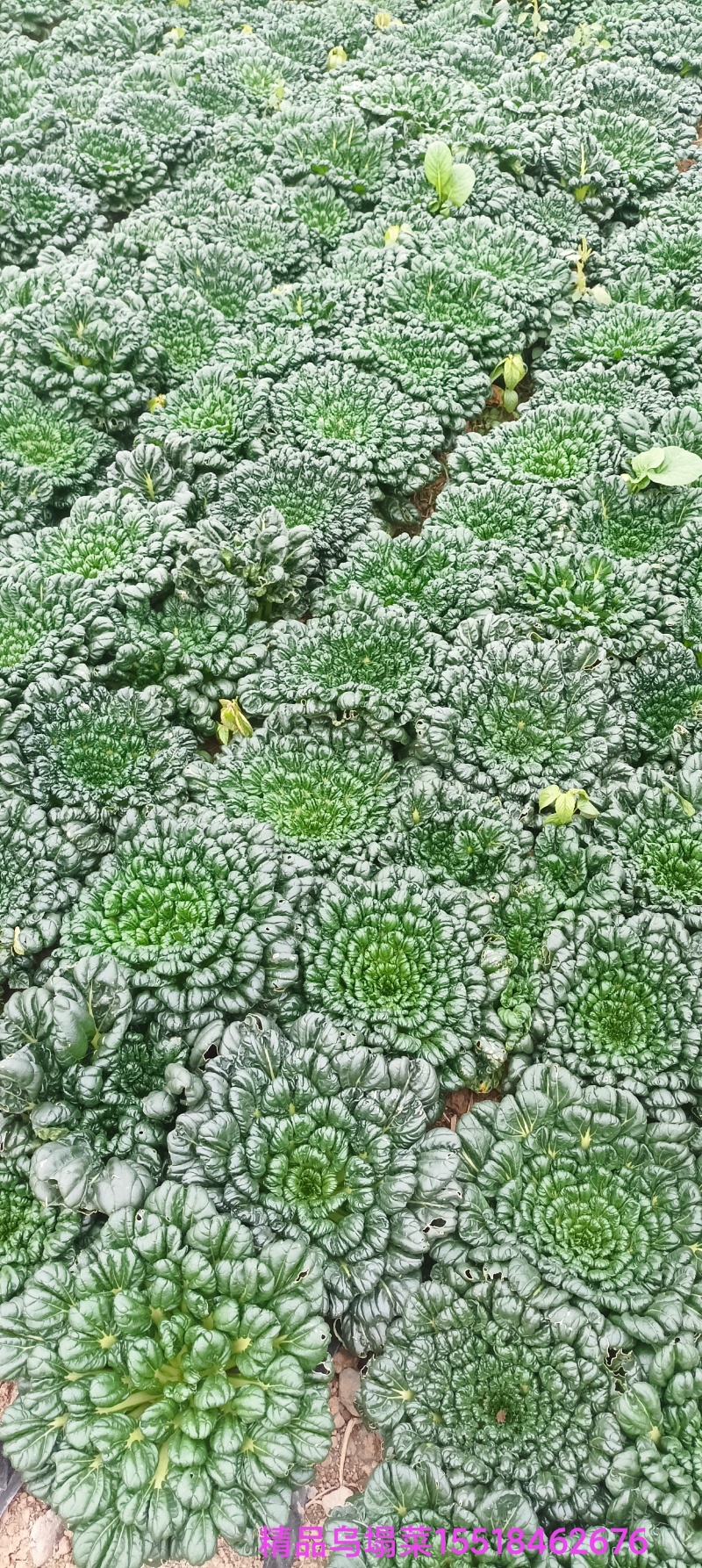 保质保量原产地乌塔菜